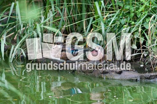 Brautente (6 von 6).jpg